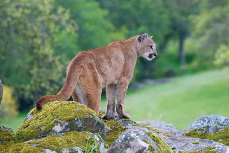 The mountain lion attacked the brothers while they were hunting for shed antlers